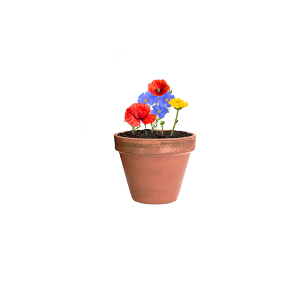 kapsułka z nasionami kwiatów Biyok-2034537