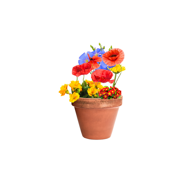 kapsułka z nasionami kwiatów Biyok-2034538